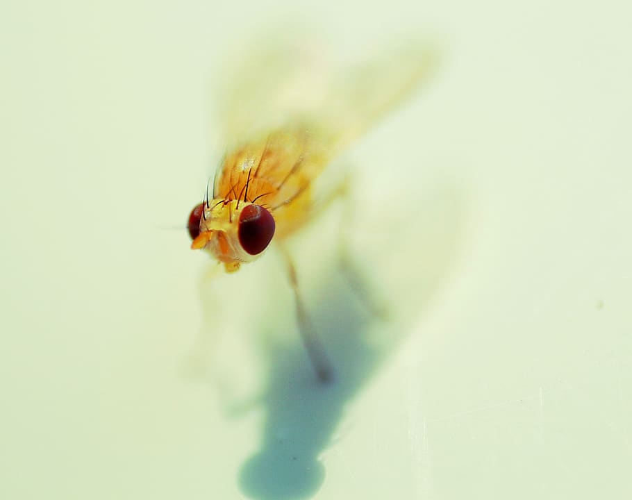 fly, puppies, macro, animal themes, insect, animals in the wild HD wallpaper
