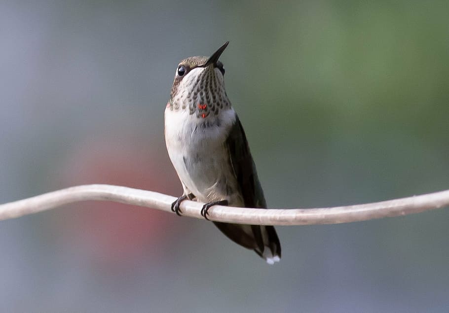 hummingbird, juvenile, ruby, nature, wildlife, hummer, animal wildlife HD wallpaper