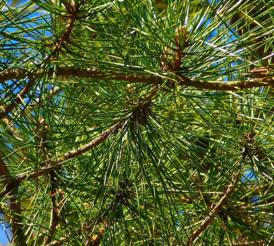 gymnosperm plant, needles, branches, conifers, green, close up
