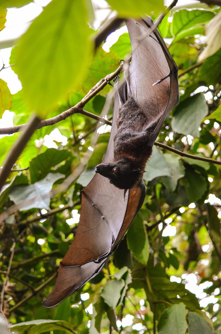 selective focus of black and brown bat hanging on tree branch