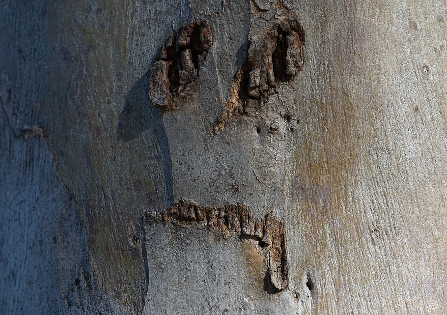 face, tree, scary, portrait, nature, funny, textured, full frame HD wallpaper