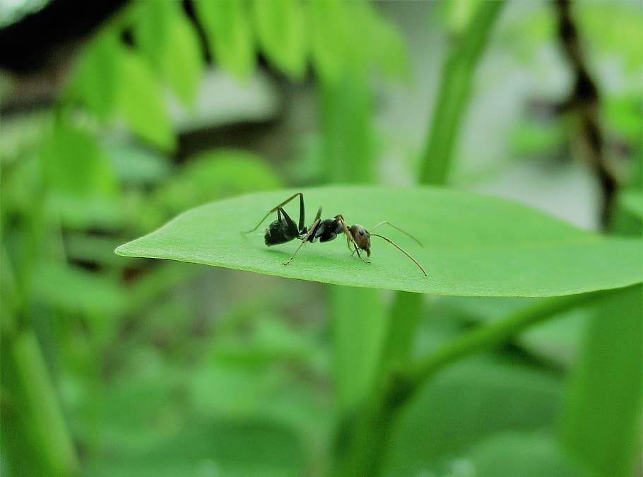 ant, insect, ant on leaf, macro, nature, beautiful, invertebrate HD wallpaper
