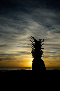 silhouette of pineapple on shoreline, dessert, appetizer, fruit HD wallpaper