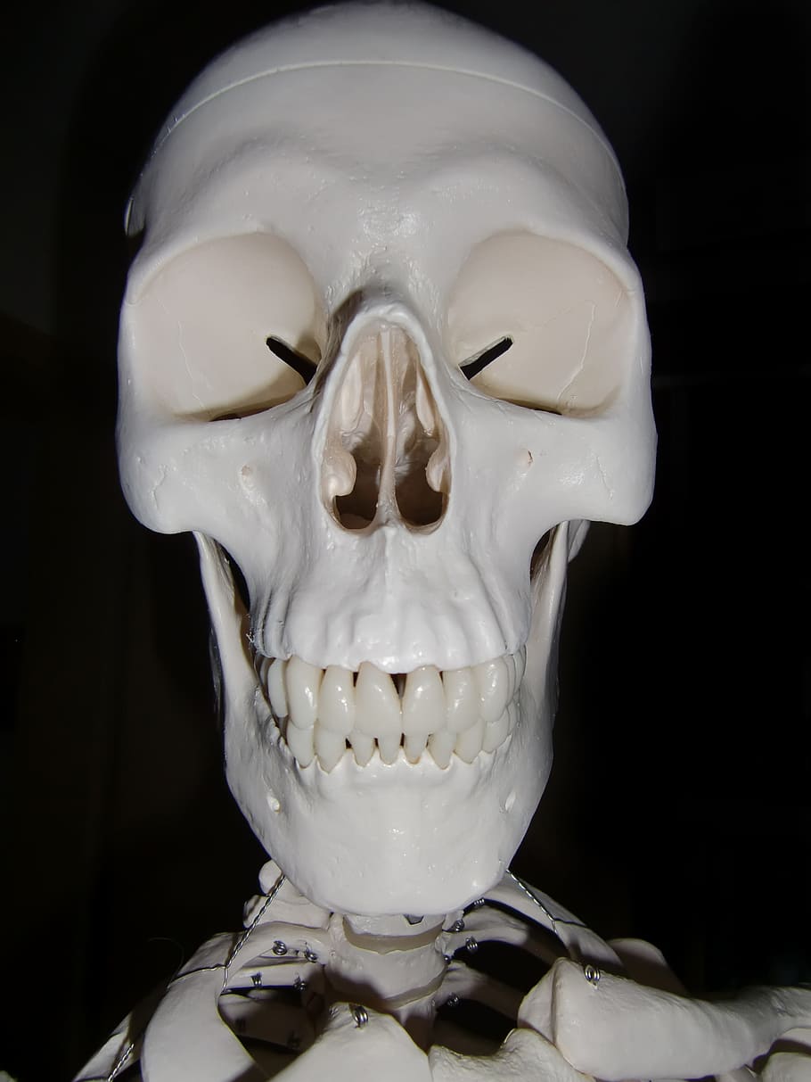 Skeleton, Skull And Crossbones, skull bone, horror, death, head, HD wallpaper
