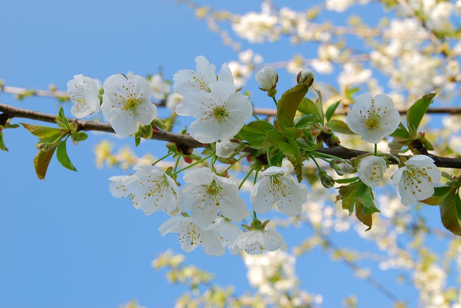 cherry, blossom, bloom, cherry blossom, spring, white, white blossom HD wallpaper