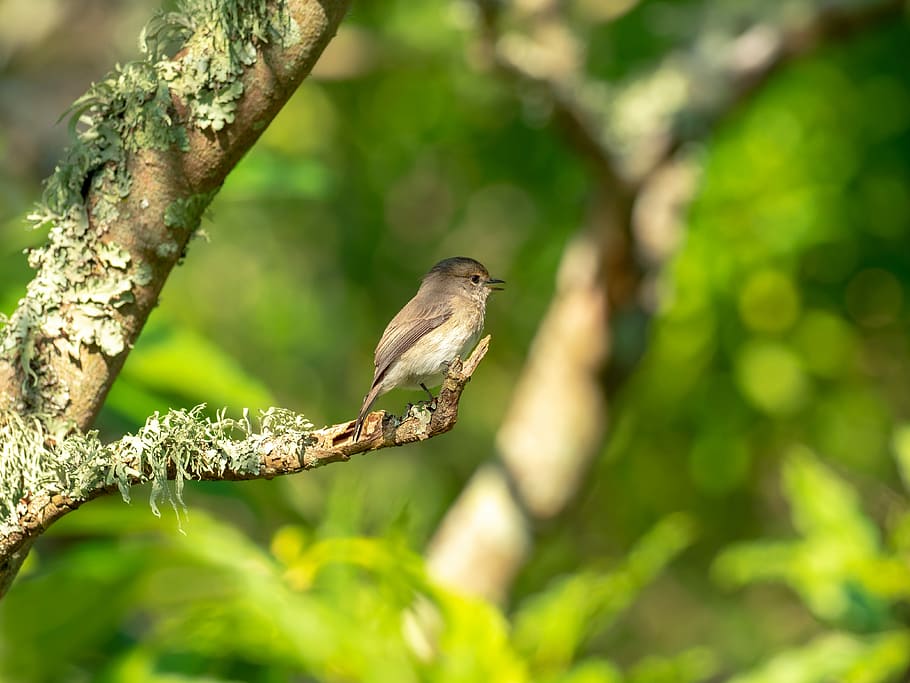 african dusky flycatcher, bird, nature, wildlife, animal, branch