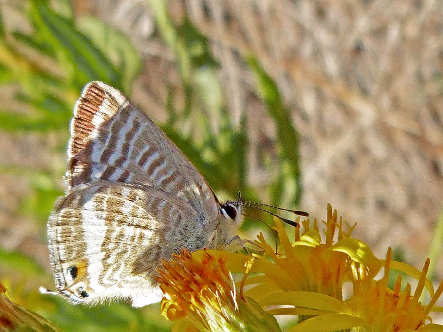 butterfly, flower, libar, insect, butterfly wings, nature, butterfly - Insect HD wallpaper