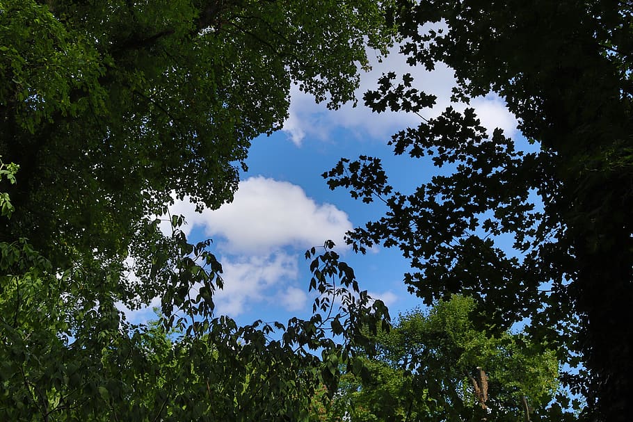 sky, plant, nature, tree, growth, low angle view, beauty in nature HD wallpaper
