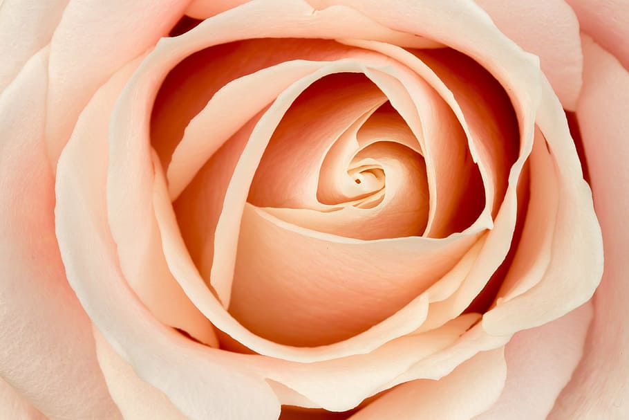 close up photography of pink rose, flower, macro, flowers, bloom HD wallpaper