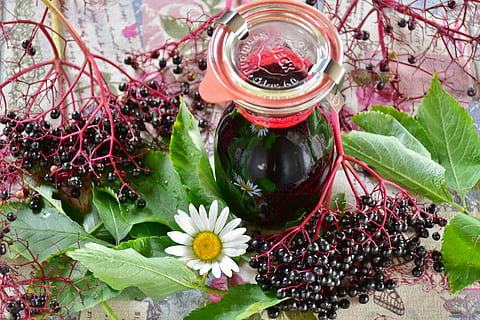 white daisy beside jar with black liquid and blackberries, elder HD wallpaper