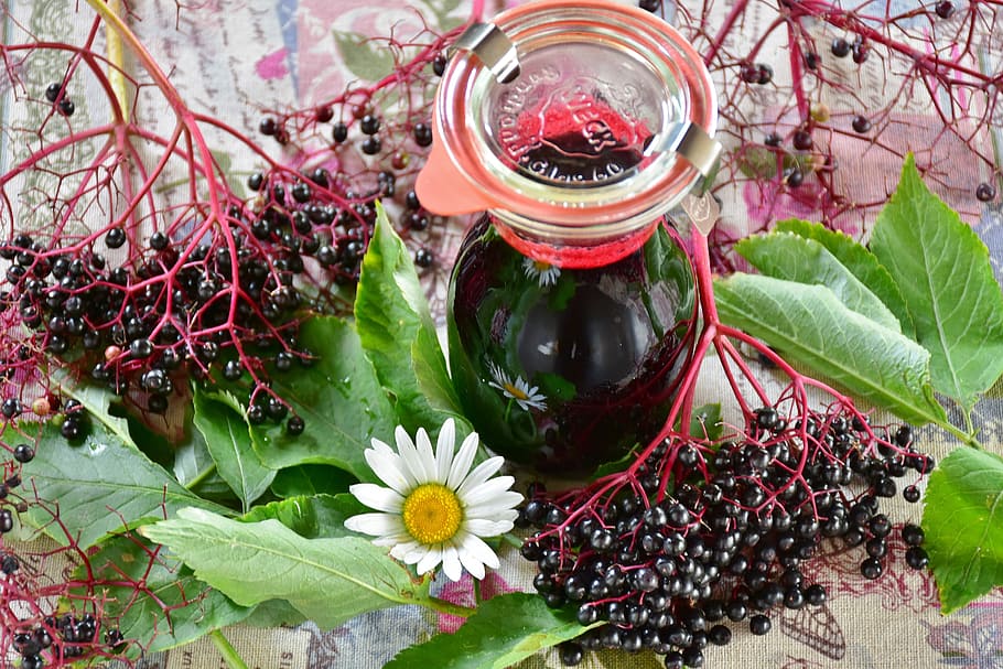 white daisy beside jar with black liquid and blackberries, elder, HD wallpaper