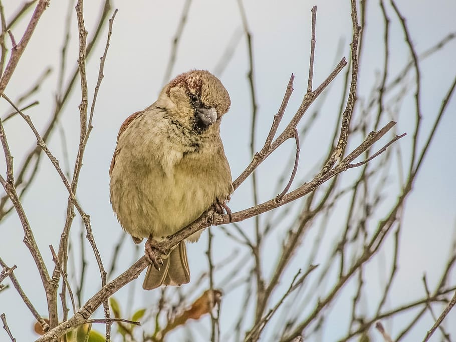 Sparrow, Branch, Tree, Nature, Wildlife, bird, animal, sitting HD wallpaper
