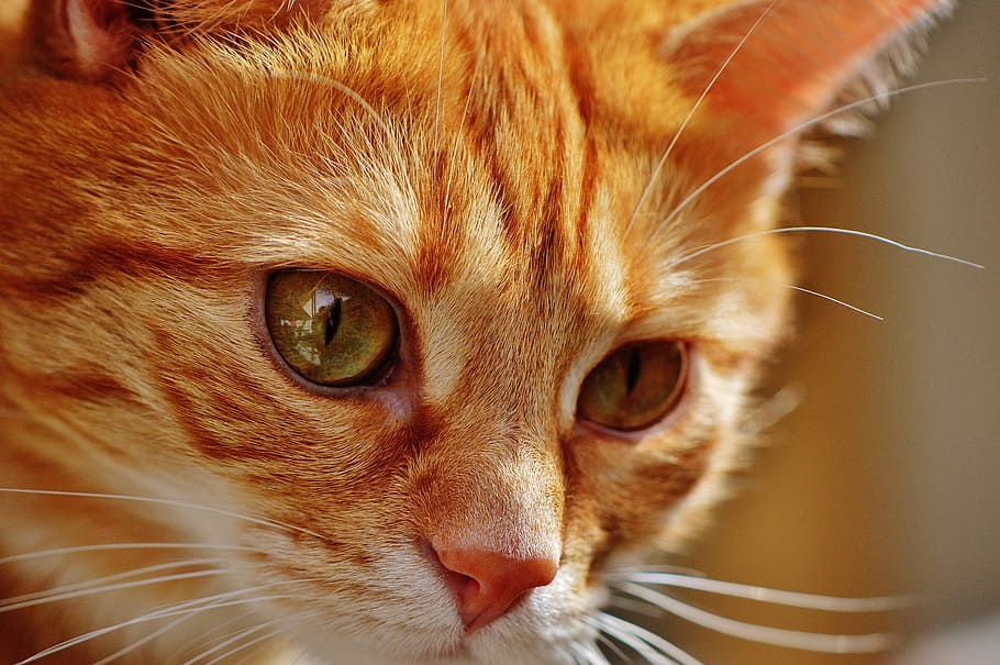 selective focus photography of orange tabby cat, red, cute HD wallpaper