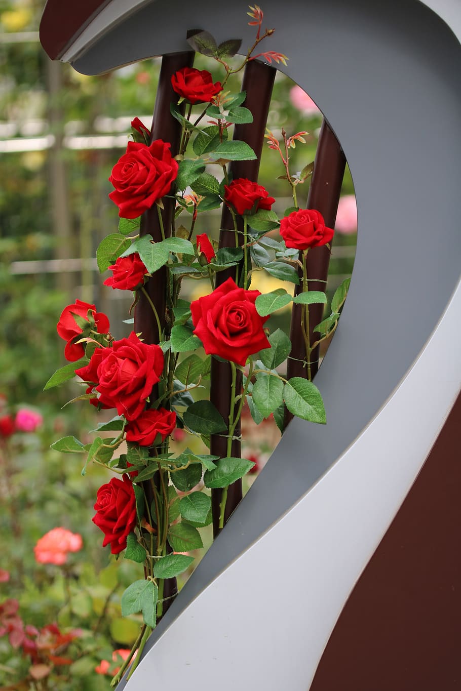 rose, rose festival, flowers, jungnangcheon, fresh medium, petal, HD wallpaper