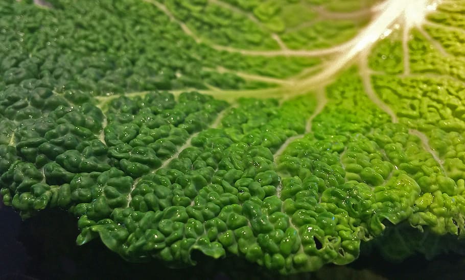 savoy cabbage, herb, vegetables, healthy, food, eat, green, HD wallpaper