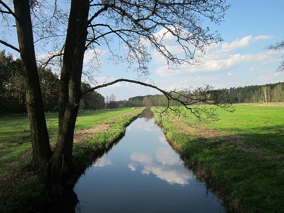 tree, nature, forests, green, water, view, foliage, poland HD wallpaper