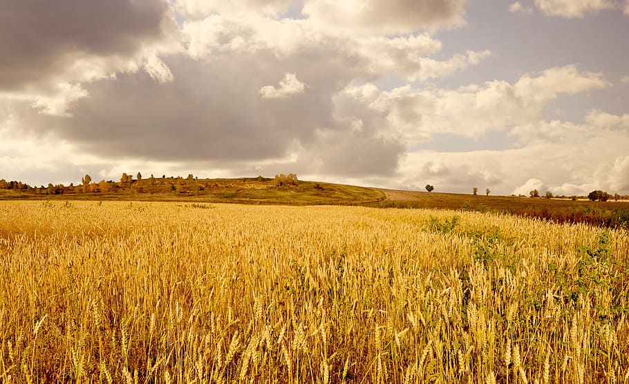 wheat plant, yellow, field, clouds, sky, golden, autumn, space HD wallpaper