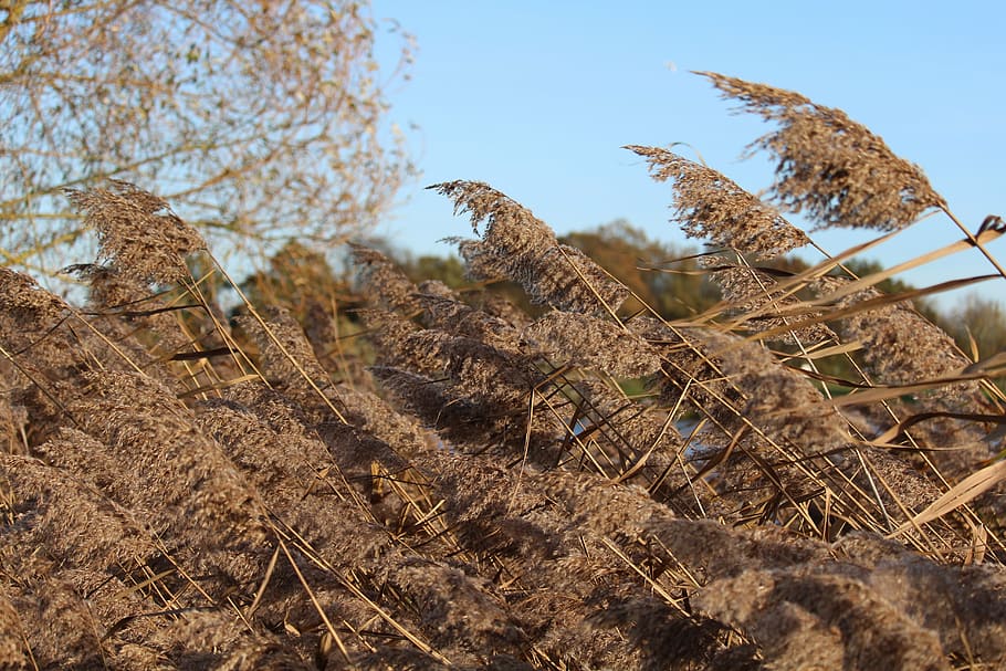 reeds, brown, wind, sky, tree, nature, lakeside, edge of pond HD wallpaper
