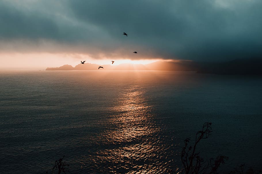 photo of flying birds over body of water, birds on flight above calm body of water HD wallpaper