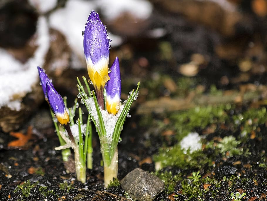 crocus, flower, blossom, bloom, plant, nature, growth, flowering plant HD wallpaper