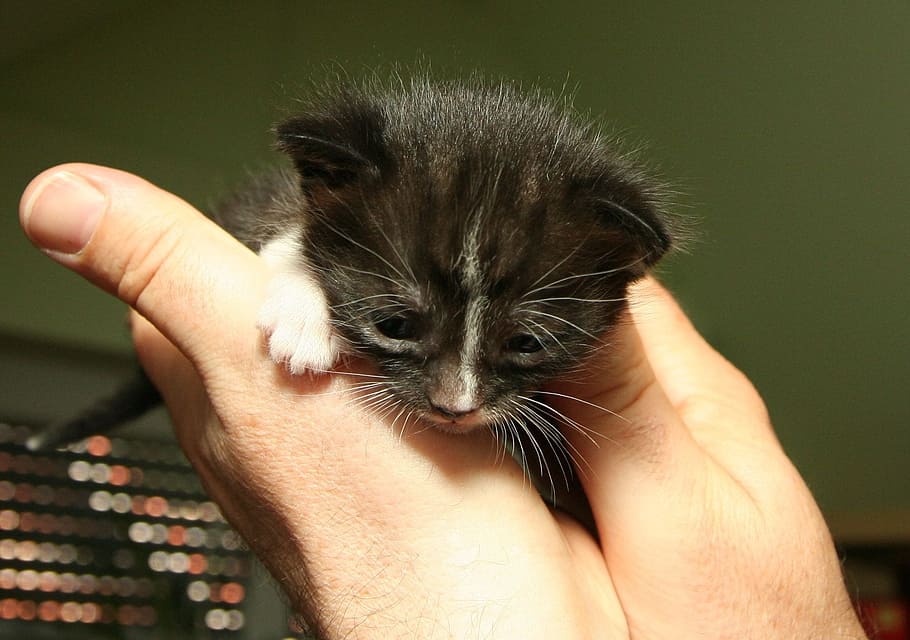 person holding black kitten, mammal, pets, domestic, one animal HD wallpaper