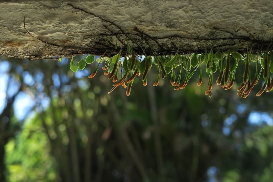 nature, background, plant, leaf, focus on foreground, tree HD wallpaper