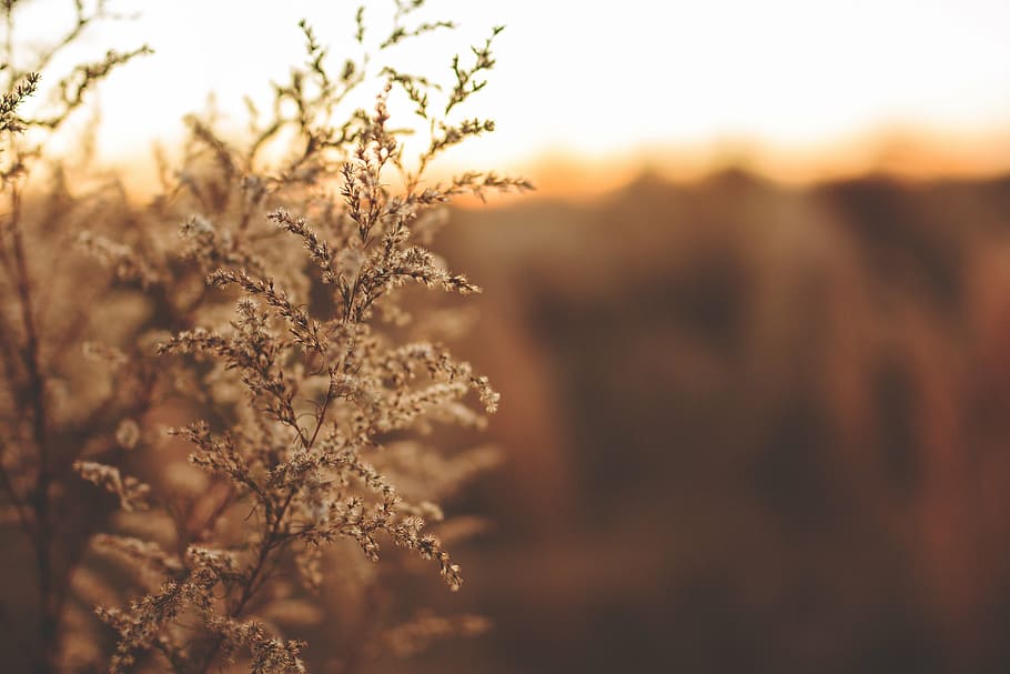 photo of white flowering plant, blur, close-up, environment HD wallpaper