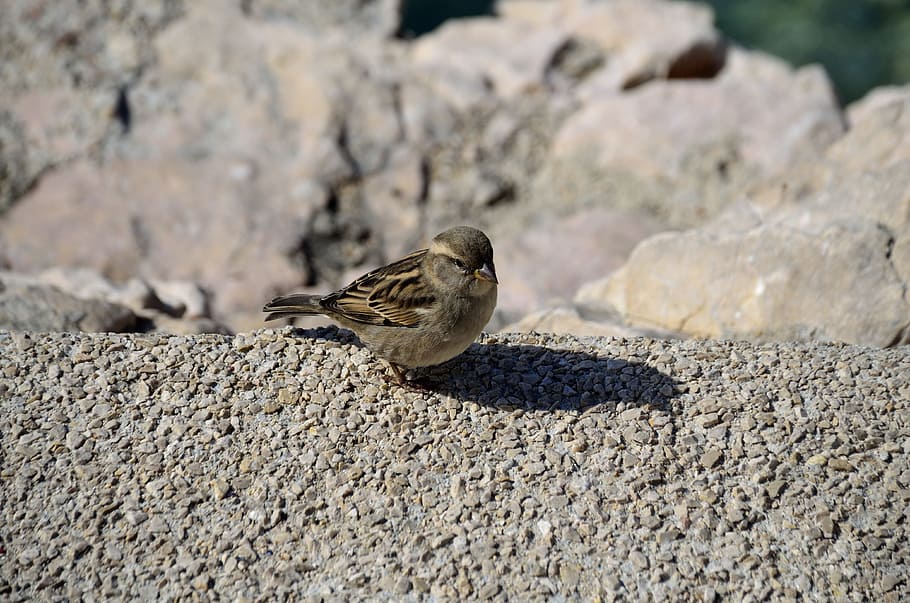bird, nature, sparrow, animal themes, animals in the wild, animal wildlife HD wallpaper