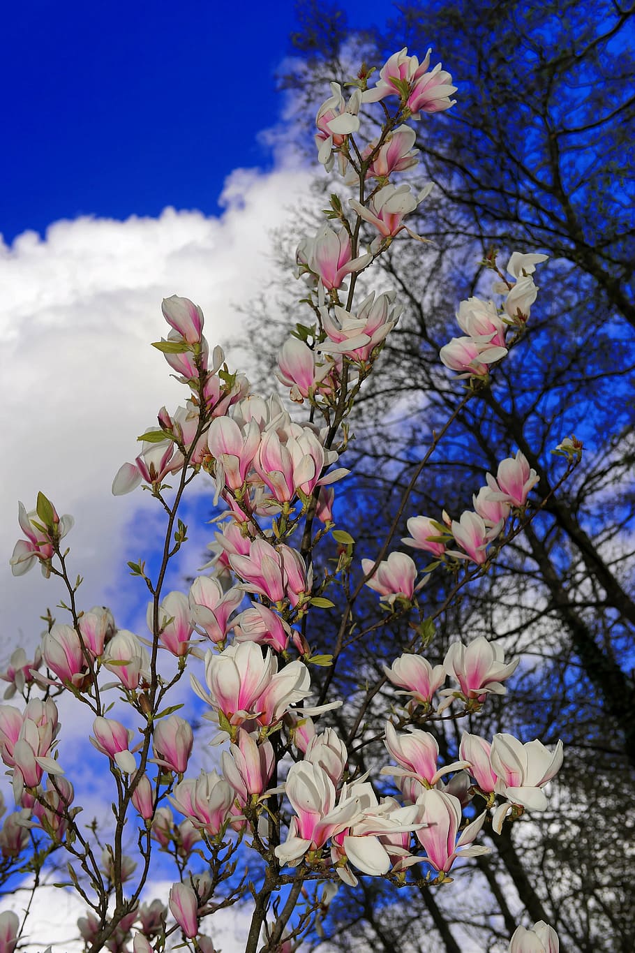 magnolia, flowers, white, spring, nature, full bloom, blütenmeer HD wallpaper