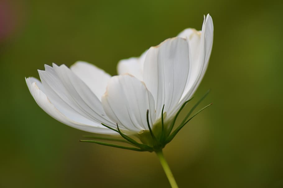 flower, nature, leaf, garden, cosmea, gardens, flowering plant HD wallpaper