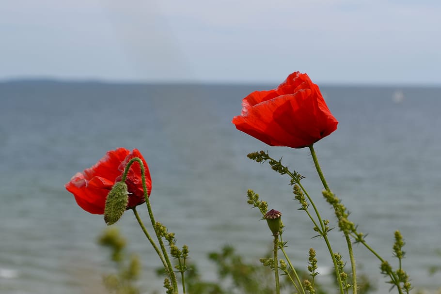 klatschmohn, summer, red, flower, nature, landscape, coast HD wallpaper