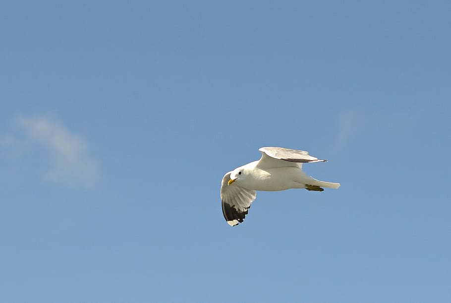 mew gull, seagull, flight, north sea, animal, nature, bird, HD wallpaper