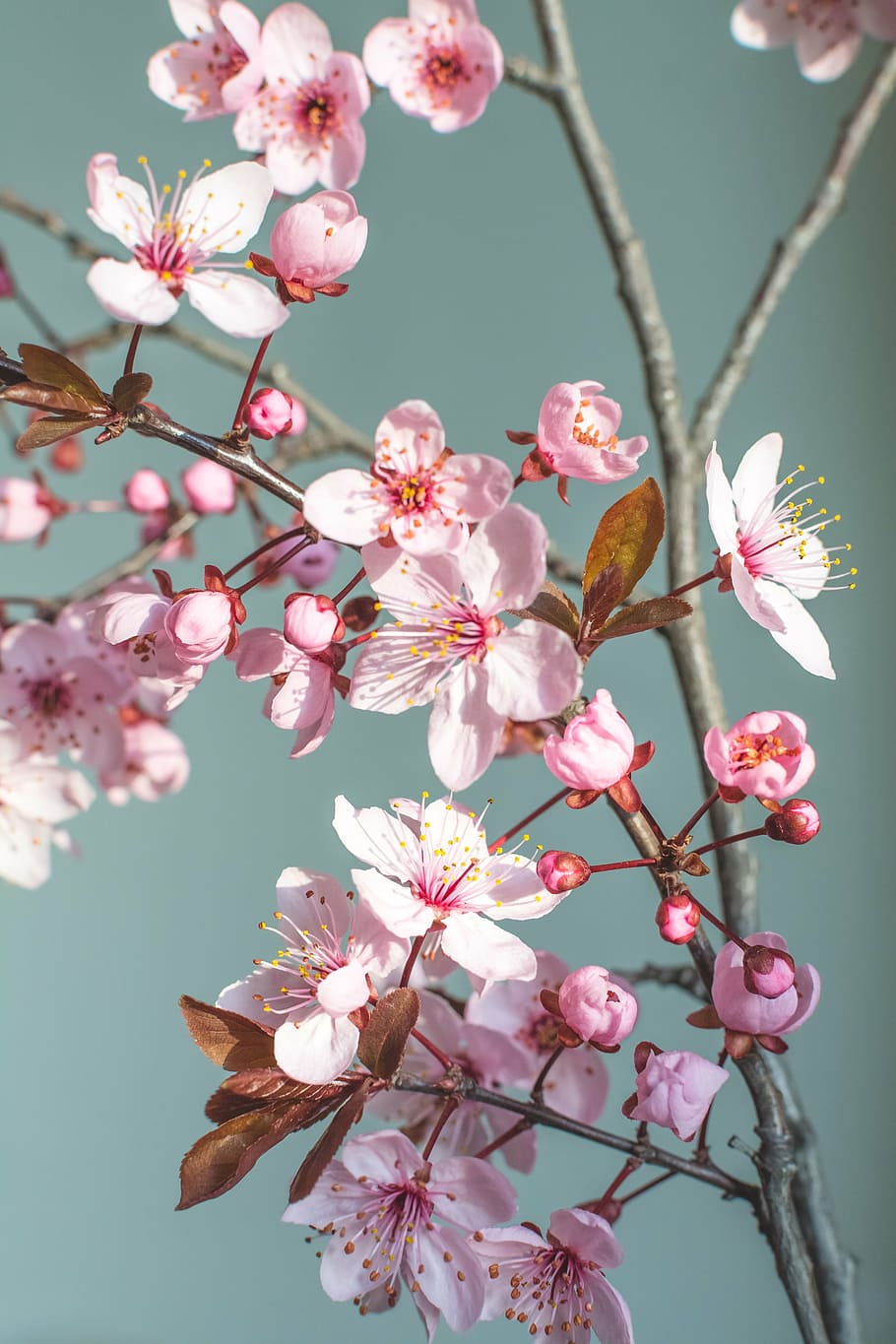 spring, flower, nature, cherry blossom, spring flowers, purple HD wallpaper
