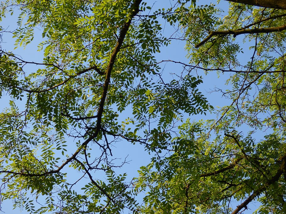 tree, foliage, branches, clearances, sky, nature, green, plant HD wallpaper