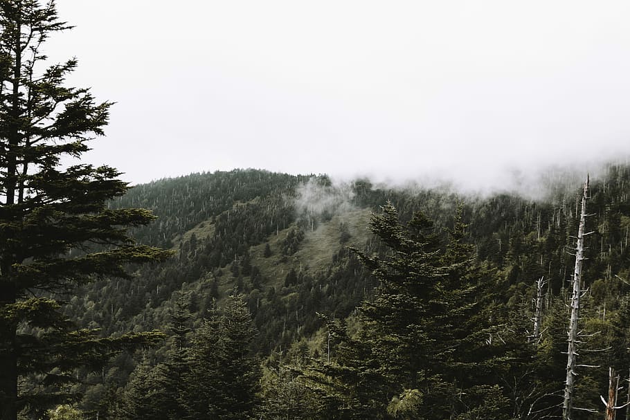 forest mountain, trees covering mountain, woodland, cloud, plant HD wallpaper