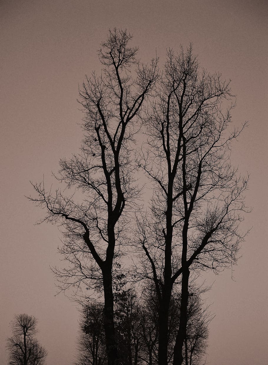 tree, sky, gradient, nature, plant, branches, evening, sunset HD wallpaper
