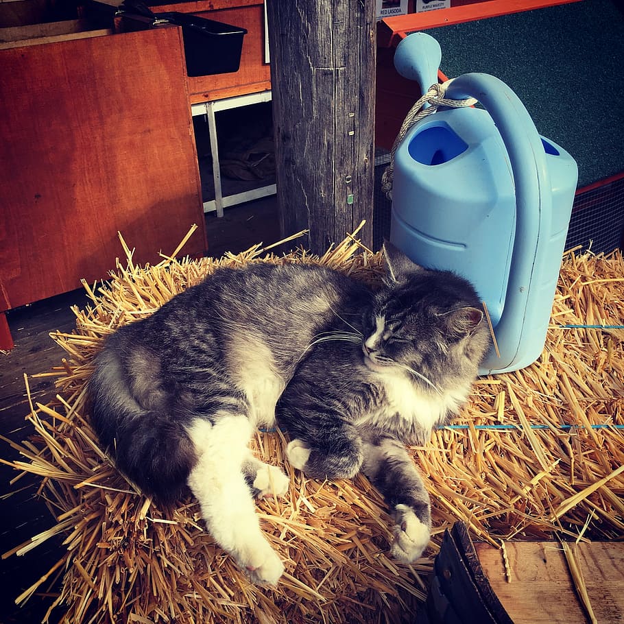 barn, cat, kitty, hay, cute, animal, feline, pet, farm, kitten HD wallpaper