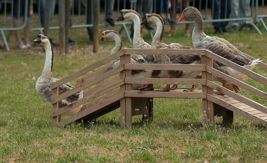 inlined swans on bridge, Geese, Poultry, Backyard, Farm, grass HD wallpaper