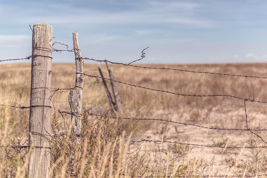 barbwire fence, nature, lazy, barbed, field, meadow, barren, desolate