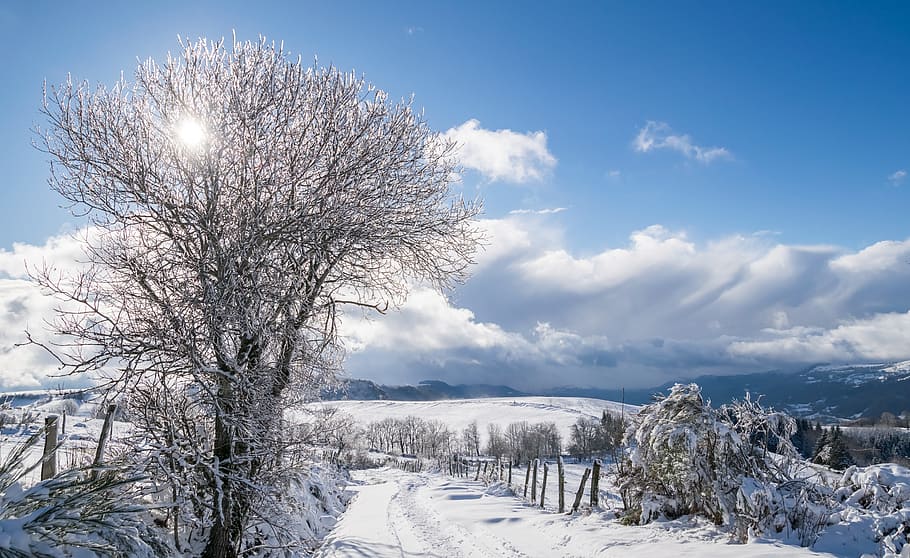 snow covered trees and land under sunny sky, winter, frost HD wallpaper