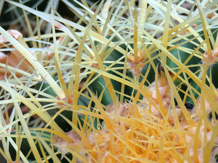 cactus, spines, desert, plant, nature, selective focus, close-up HD wallpaper