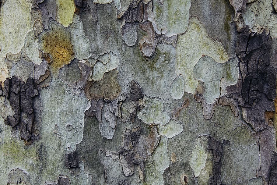 tree, background, texture, colors, natural, wood tissue, green HD wallpaper