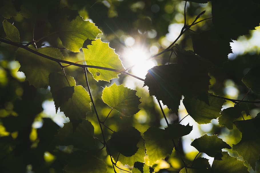 sunlight across green trees, green leaves of tree during day time HD wallpaper