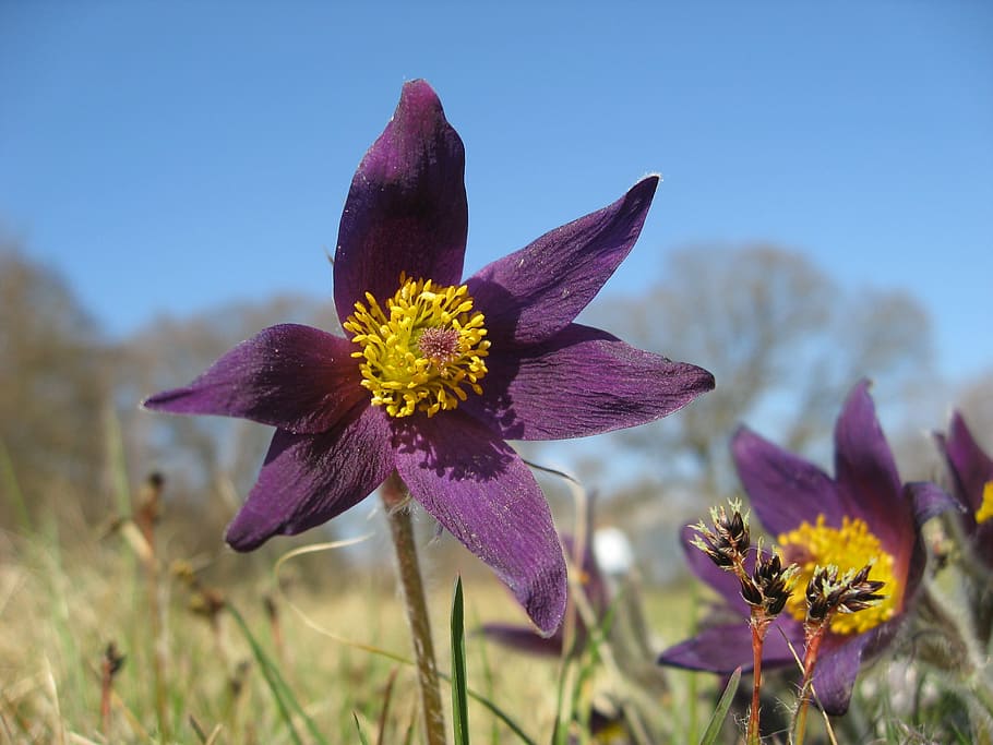 Flower, Plant, Spring, backsippa, flowers, purple, nature, beauty In Nature HD wallpaper