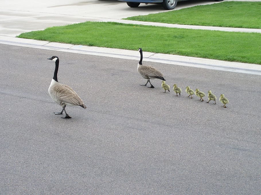 Canada goose 2025 on line