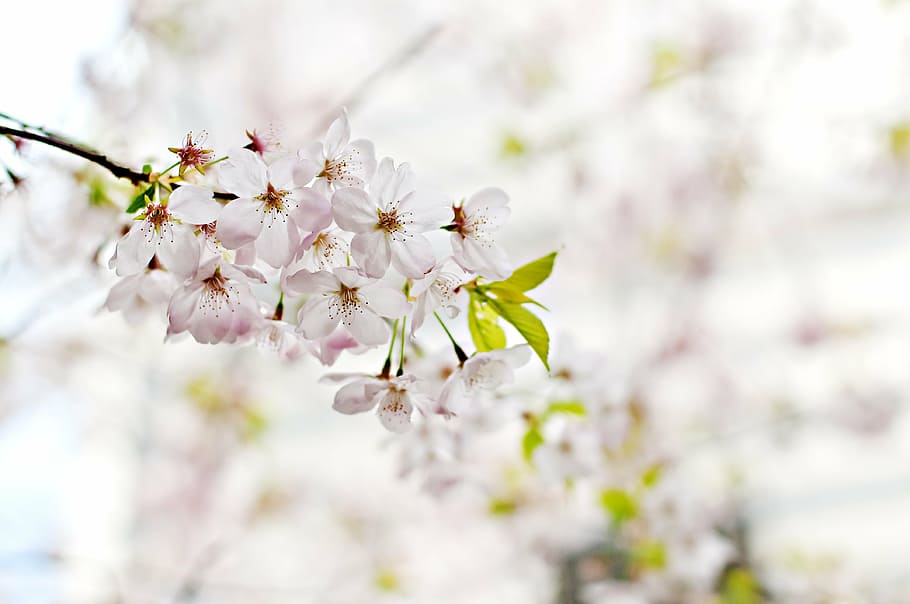selective focus photography of white petaled flowers, blossoms HD wallpaper