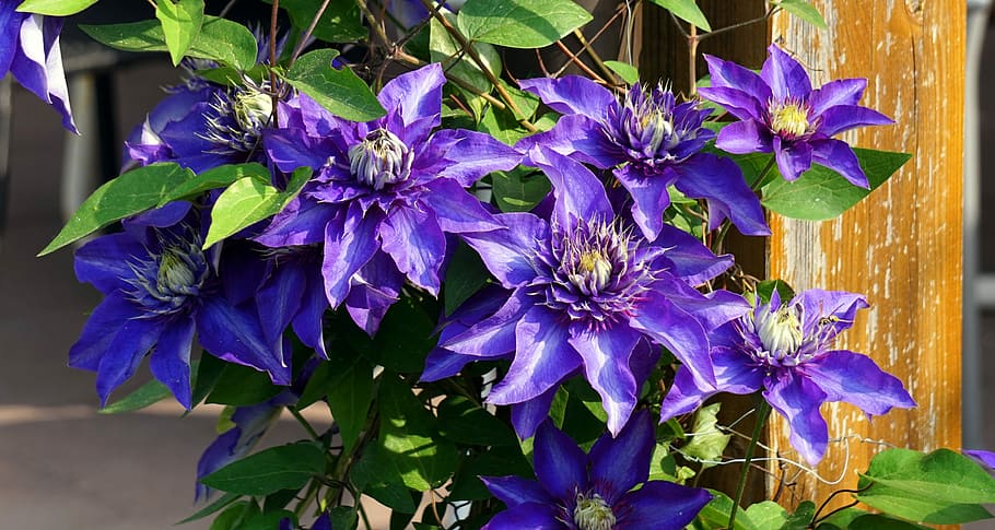 flower, blue, clematis, blossom, flowering plant, fragility HD wallpaper