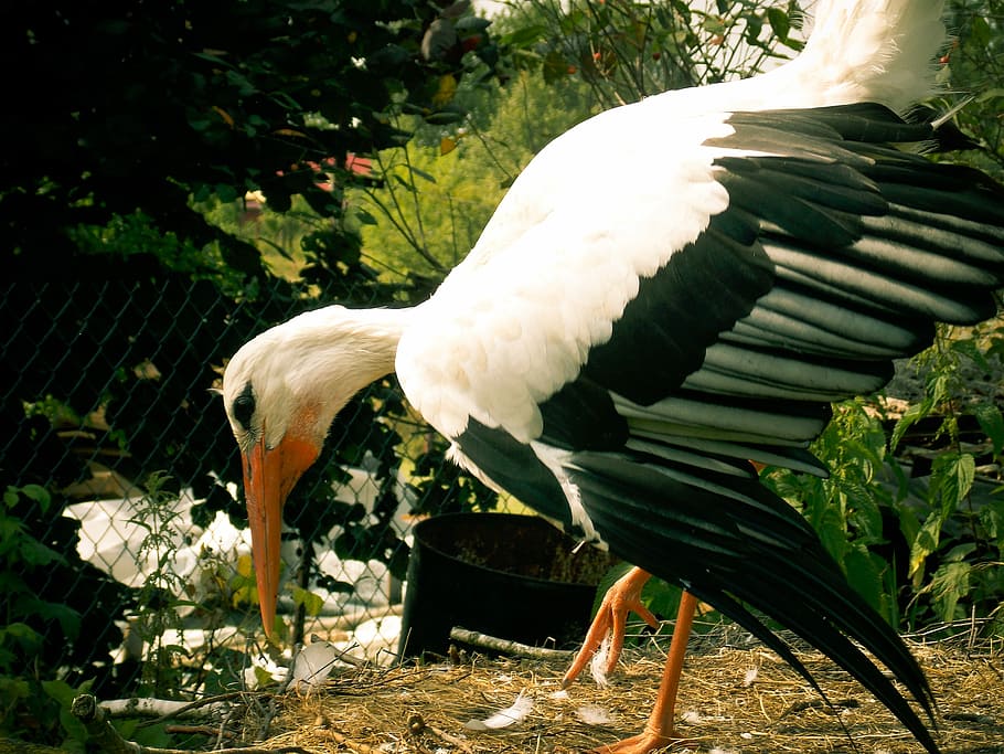 Stork, Bird, White, Socket, one animal, animal body part, white color HD wallpaper