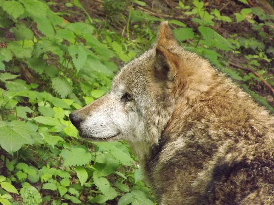brown wolf standing on field, predator, wolf head, one animal HD wallpaper