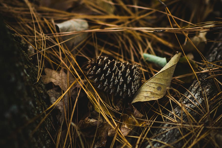 selective focus photography of beige leaf, macro photography of brown dry leaf HD wallpaper